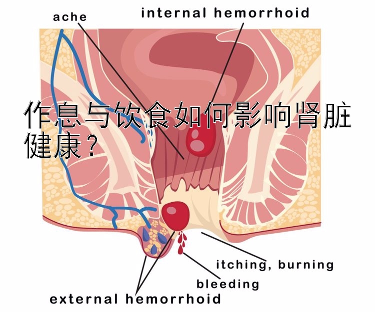 作息与饮食如何影响肾脏健康？